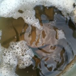 イワシ入れ食い