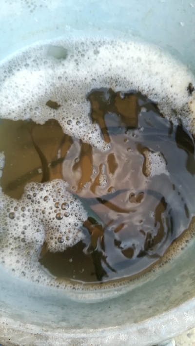 イワシ入れ食い