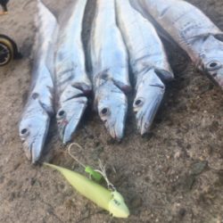 タチウオプチラッシュから青物不発