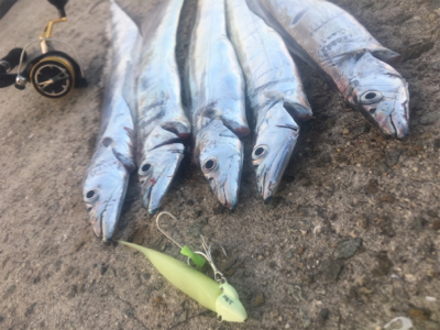 タチウオプチラッシュから青物不発