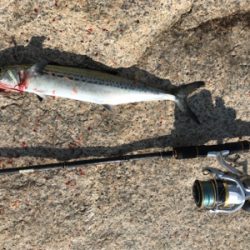 サゴシ祭り〜！