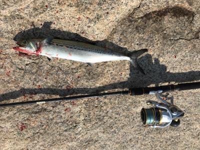 サゴシ祭り〜！