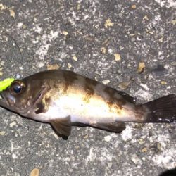 今日はメバルも