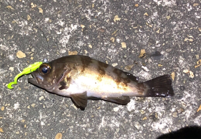 今日はメバルも