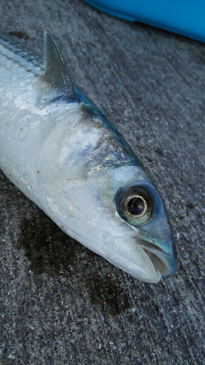 2018年10月27日釣行in船越漁港