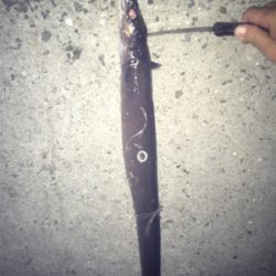 タチウオ釣りのおまけ