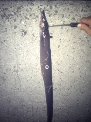 タチウオ釣りのおまけ