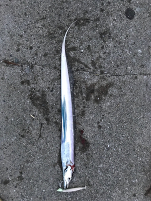 今日も行って来ました！