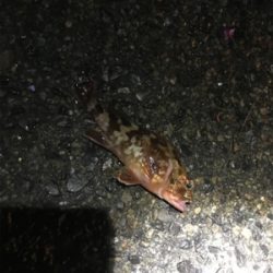 アナゴ釣りたくて