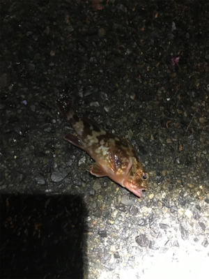 アナゴ釣りたくて