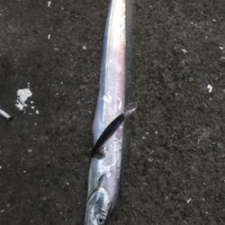 タチウオラッシュ