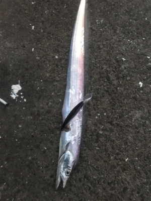 タチウオラッシュ