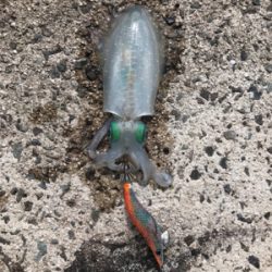 アオリイカ釣果