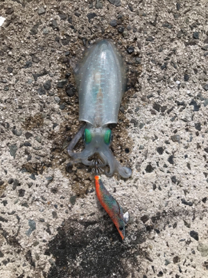アオリイカ釣果