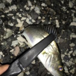 プチセイゴ祭り