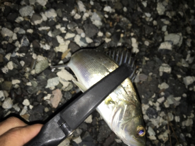 プチセイゴ祭り