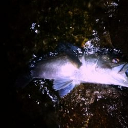 水道にて64センチ。