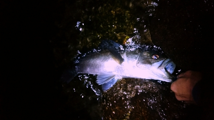 水道にて64センチ。