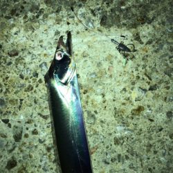 ベイトの群れにタチウオ付いてる