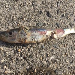 初青物＆ヒラメ！！！