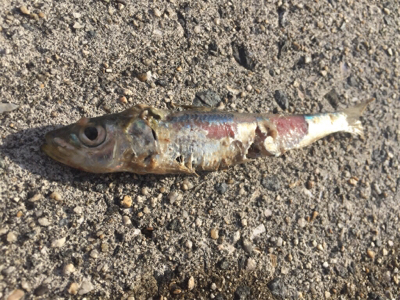 初青物＆ヒラメ！！！