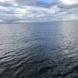 サバアジ祭り、、青物祭りはお預けです