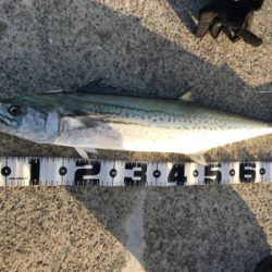 ルアーマンの意地