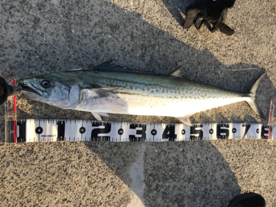 ルアーマンの意地