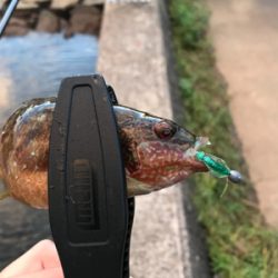 アジを求めて①