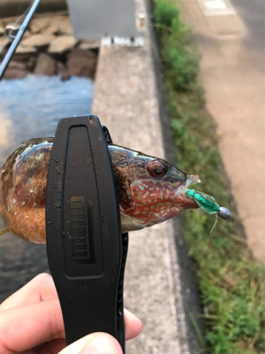 アジを求めて①