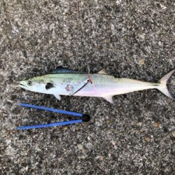 やっとまともなサゴシ