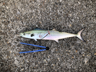 やっとまともなサゴシ