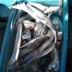 初の船の太刀魚テンヤ