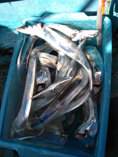 初の船の太刀魚テンヤ