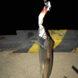 FLAP釣法伝承します（❓）