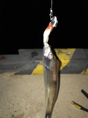 FLAP釣法伝承します（❓）