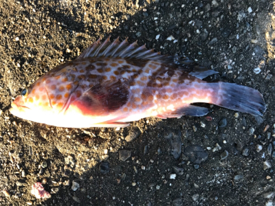 久しぶりのアコウ