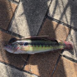 朝マヅメからいつものポイントへ