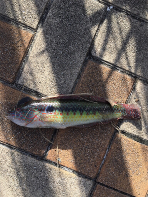 朝マヅメからいつものポイントへ