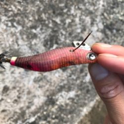 アオリイカ釣果