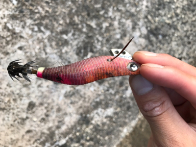 アオリイカ釣果