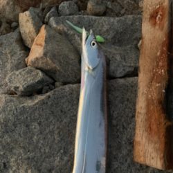 夕まづめショアジギ