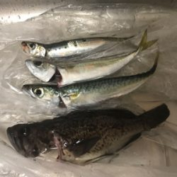 泳がせ釣り&サビキ釣り
