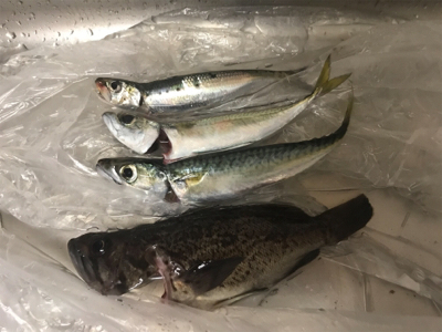 泳がせ釣り&サビキ釣り
