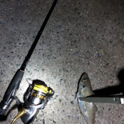 ナイトアジング