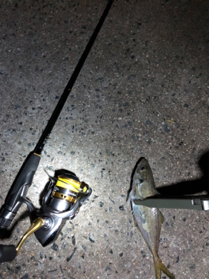 ナイトアジング