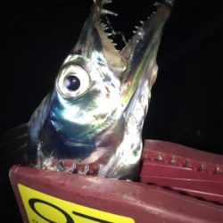 ラインブレイク時合い短い。