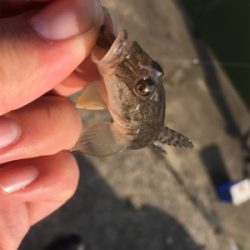 ハゼに癒されるの巻