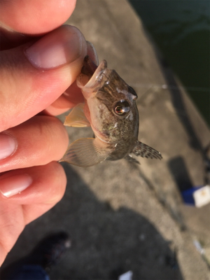 ハゼに癒されるの巻