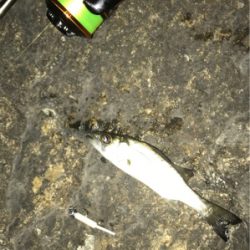 アジ メバル チーバス ガッシー